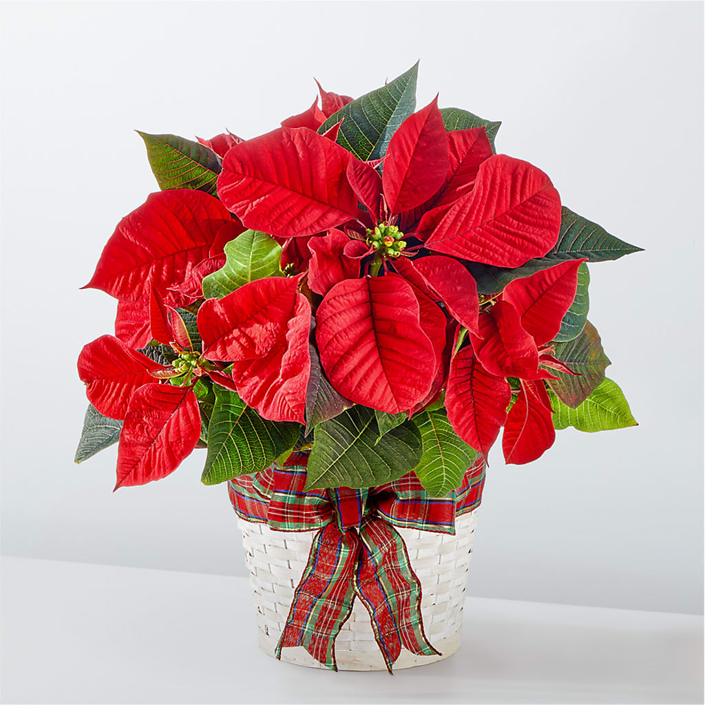 Happiest Holidays Poinsettia – MR D'S, Lander WY