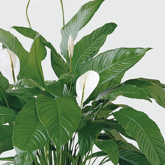 Tranquil Moments Peace Lily Plant – MR D'S, Lander WY