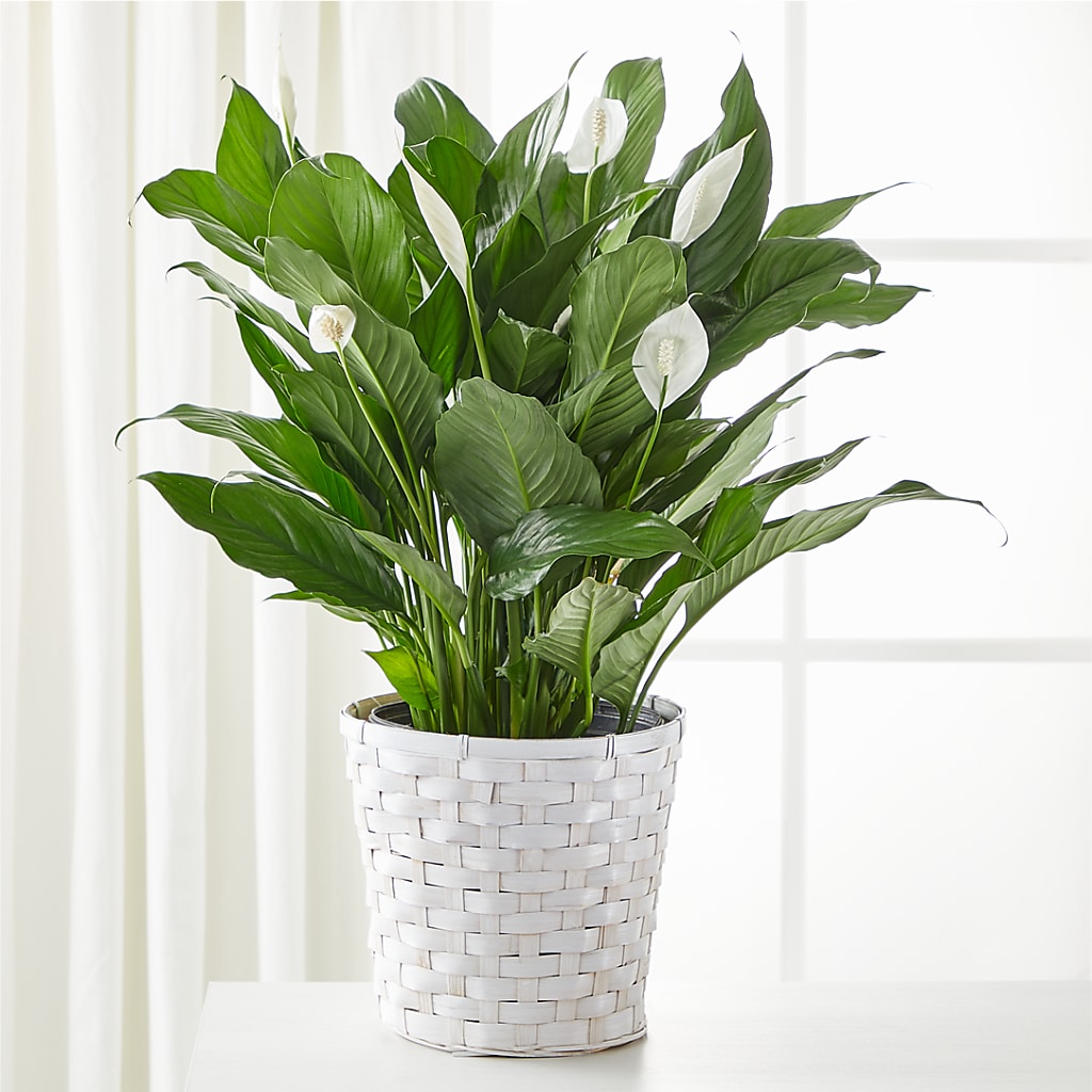A New Leaf Peace Lily – MR D'S, Lander WY
