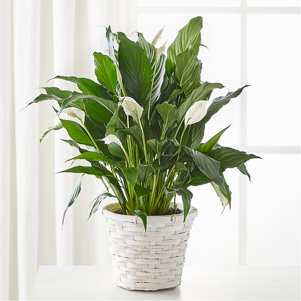 A New Leaf Peace Lily – MR D'S, Lander WY