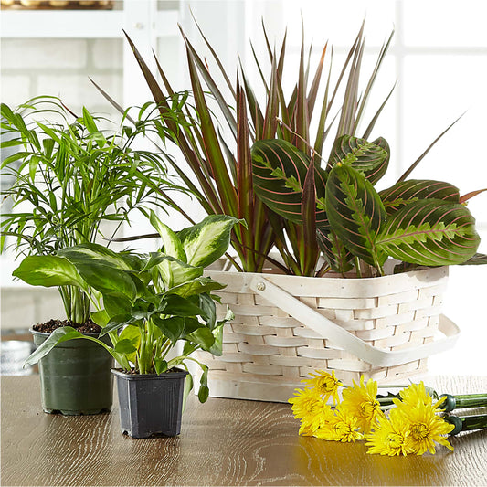 Florist Designed Blooming and Green Plants in a Basket – MR D'S, Lander WY
