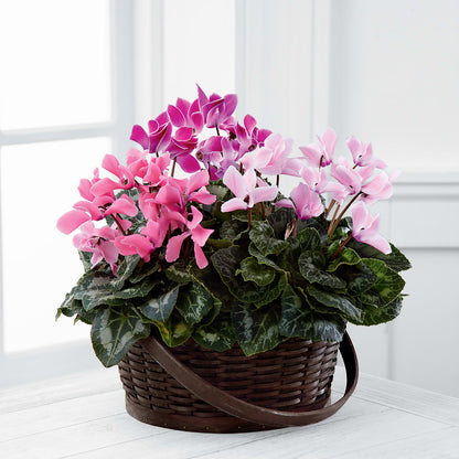 Mixed Cyclamen Planter – MR D'S, Lander WY