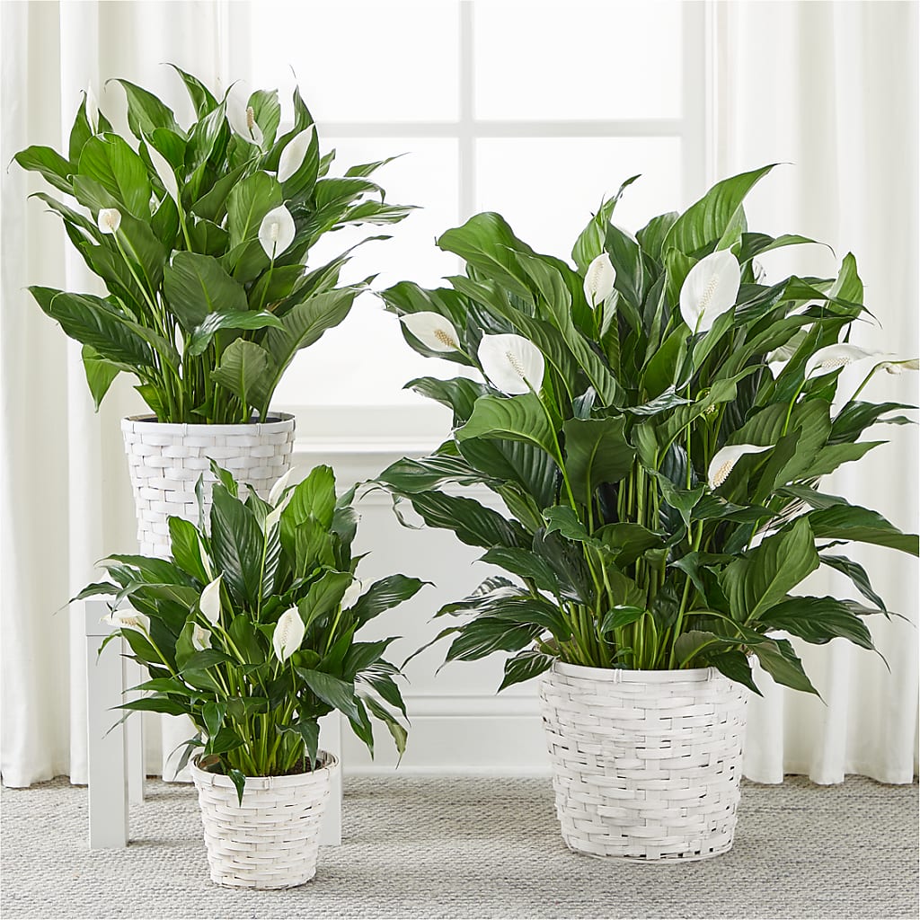 A New Leaf Peace Lily – MR D'S, Lander WY