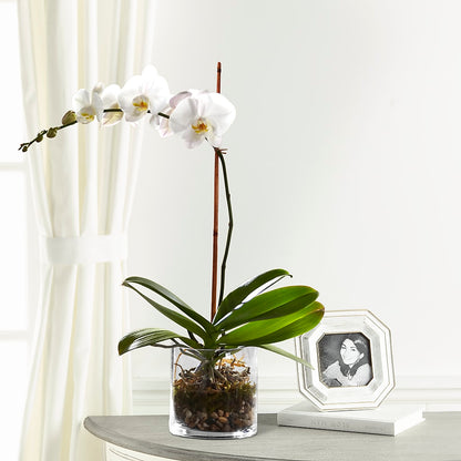 White Orchid Planter – MR D'S, Lander WY