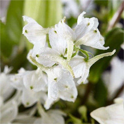 Classic Ivory – A Florist Original – MR D'S, Lander WY